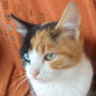 ChromiaCat