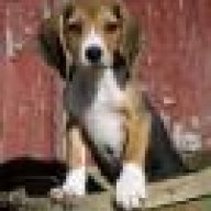 andythebeagle